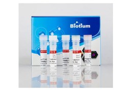 Reagente Live-Or-Dye 488/515 Fixable Viability Staining Kit - 200 Reações - Biotium Inc